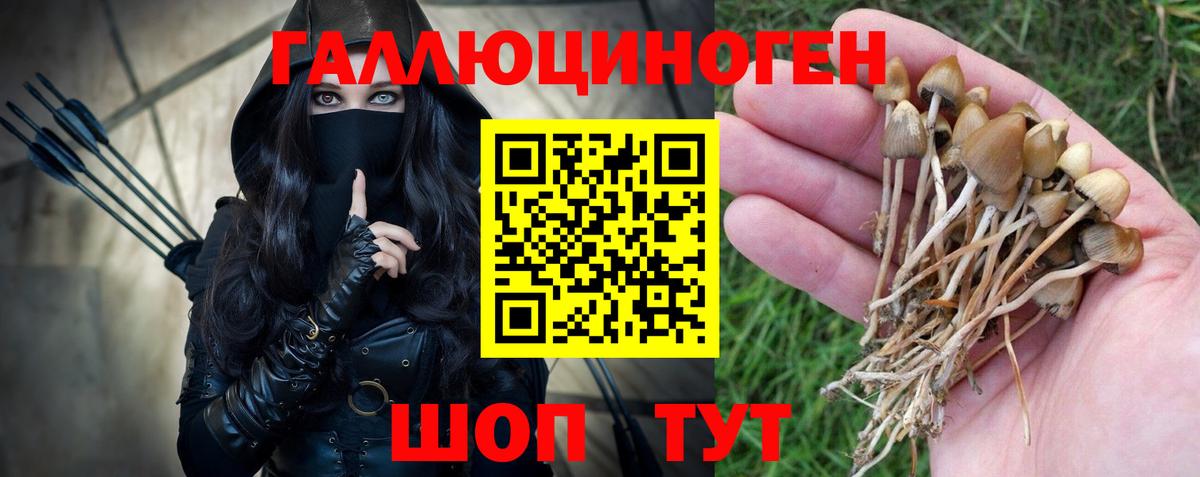 Псилоцибиновые грибы Psilocybine cubensis Стрежевой
